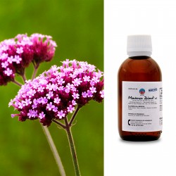 Verbena